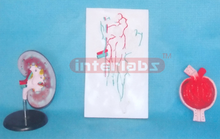 ANATOMICAL ENLARGED MODEL OF KIDNEY NEPHRON AND RENAL CORPUSCLE